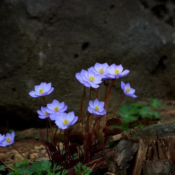 雷火电竞棋牌游戏